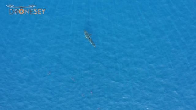 Great White shark gets chased and annoyed by yellowfin tuna! #bajamexico