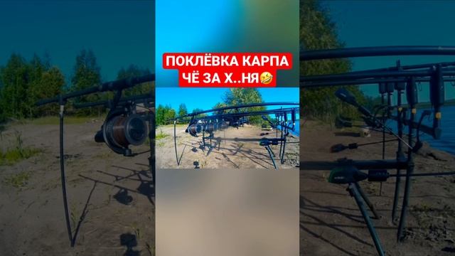 Поклёвка карпа. Паровоз. Чё за х..ня. Карпфишинг. #карпфишинг #carpfishing