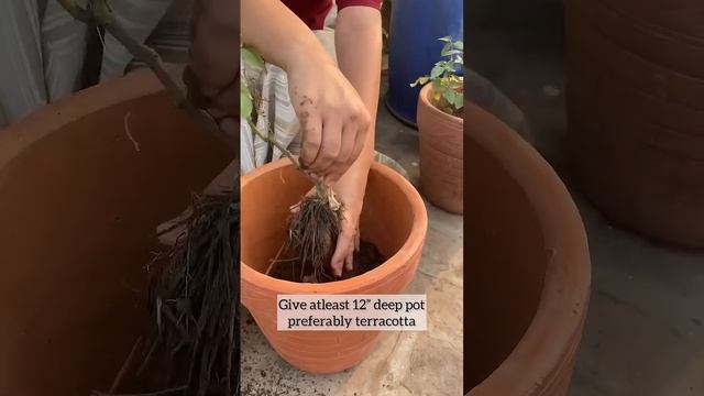 How to grow rose plant #gardening