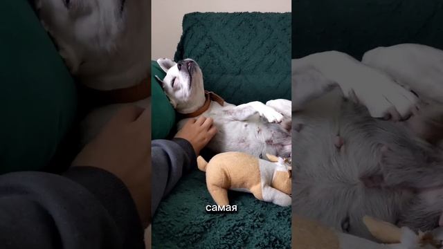 Когда жизнь удалась 🐶 #собаки #смех #животные