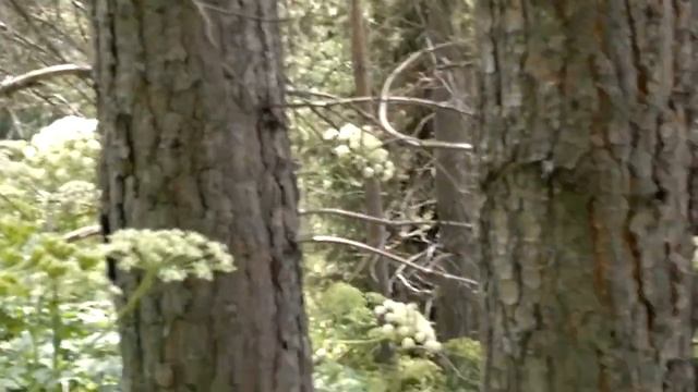Ядовитая трава Борьщевик в горах Заилийского Алатау 09-12-2024