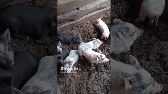 Поросята очень быстро растут