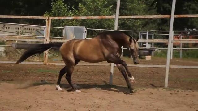 Продажа ахалтекинских лошадей.Sales of Akhal-Teke horses http://akhaltekellc.com