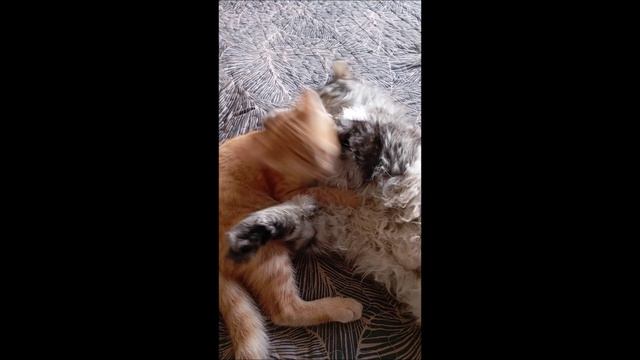 Кот. Кос и Фокс....