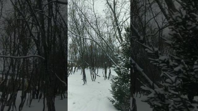 2024-11-08-065214554.mp4 Елена Дружиненко Воркута! Доброе утро!!!