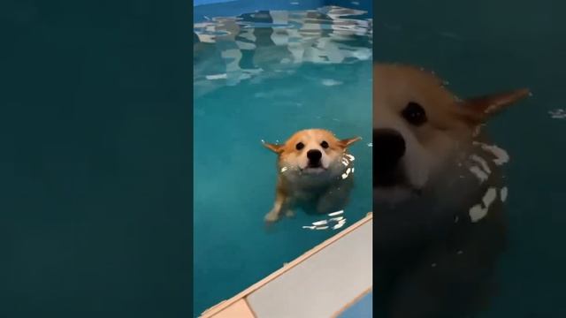 Плавающая буханка 🍞  Floating loaf