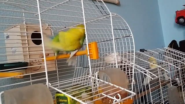 Любовь волнистых попугаев