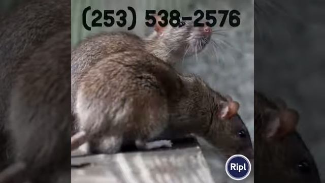 Got pest problems?
Rats? Ants? Yellow jackets? Termites? Bedbugs?
Give me a call and we can take ca