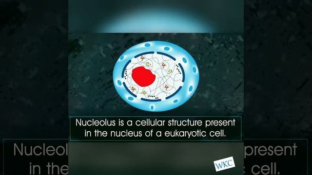 Animal Cell