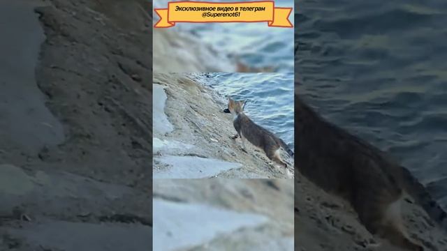 Коты рыболовы