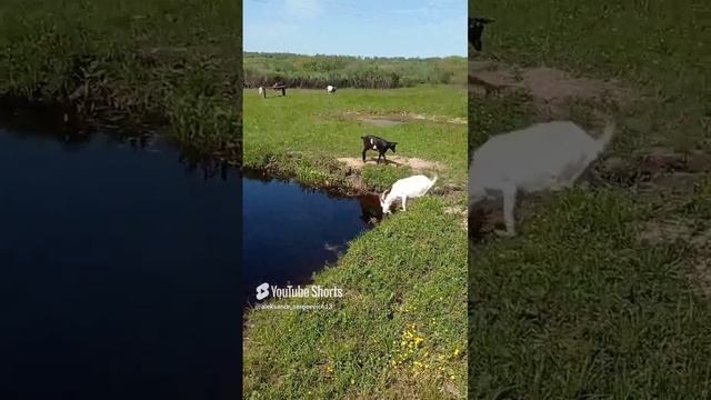 И трава и вода - всё рядом