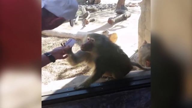 Бабуин поражен Magic Trick Человека