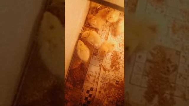 Перепиленок  заболел
