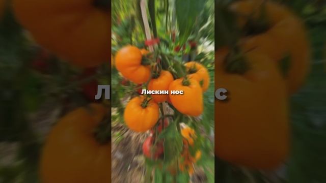 Томатный рай, заходи и выбирай 🍅