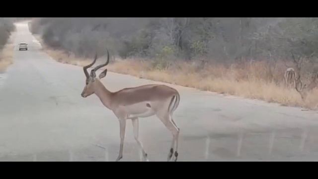 Impala South African animal beauty I Impalas are one of Africa’s most recognizable symbols of beaut