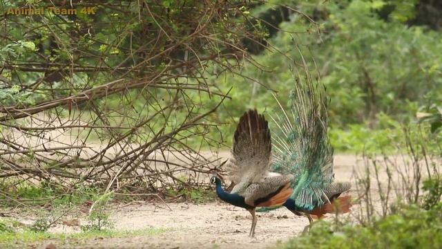 Beautiful Peacock Dance with Nature Sounds | Amazing Relaxing Music 2023
