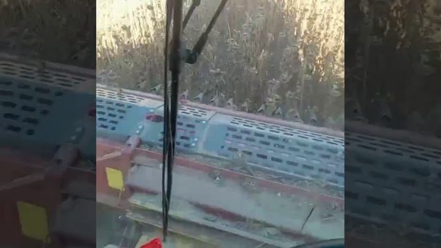 Работа безрядной жатки НАШ для подсолнечника