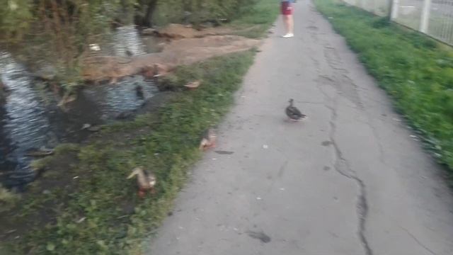 Железнодорожные утки