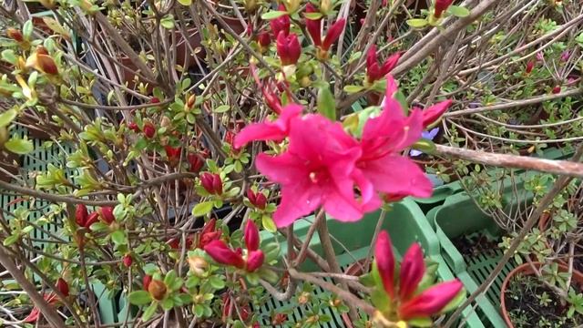 Azalea japonica ´Toreador´