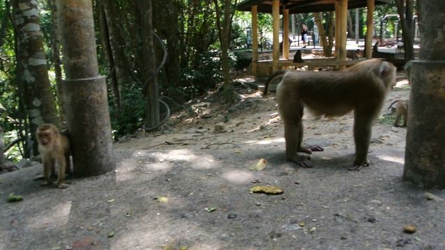 Monkey Hill, Phuket, 2017