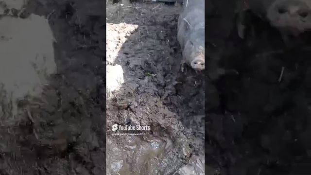 Свинтус быстро проснитесь!