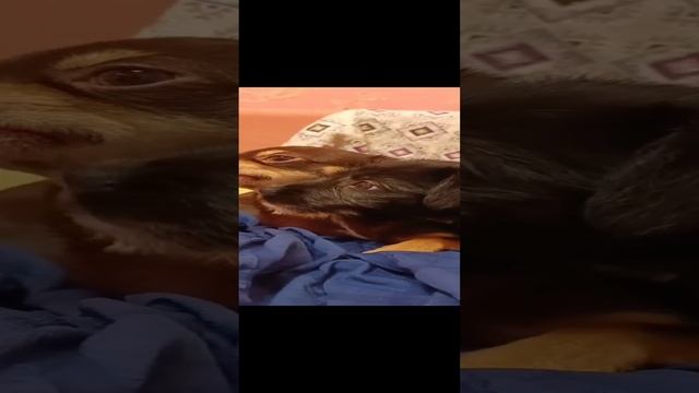 Неразлучные песики - Мила, Дениел и Тима