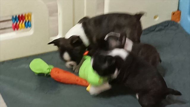 1000022181.mp4