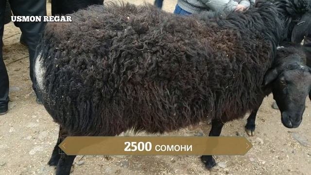 ШАНБЕ бозор регармол бозори регар  02 03 2019
