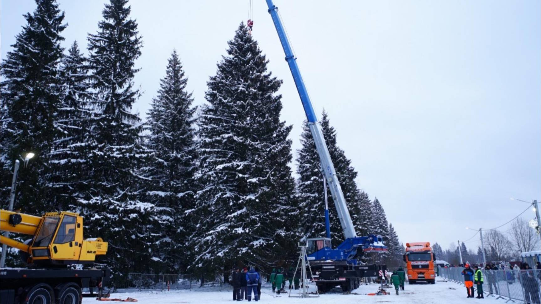 В Подмосковье лесничий нашел главную новогоднюю елку страны и получил машину в подарок