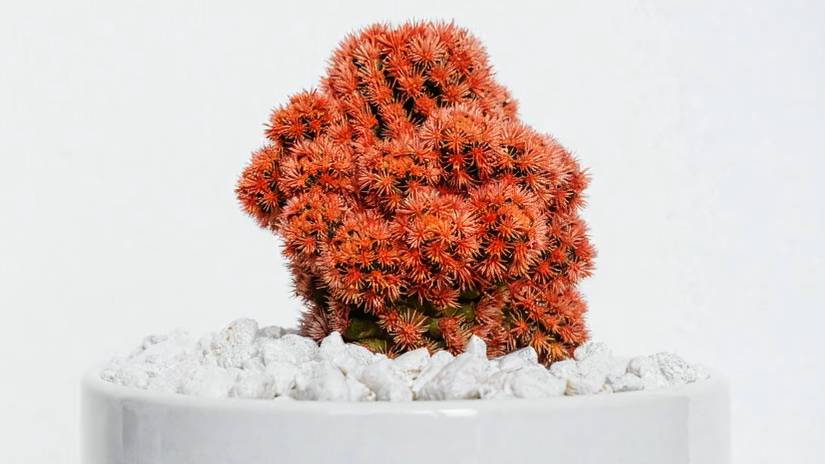 Breathtaking Spectacle: Red Flower Disappears in a Gust of Wind!