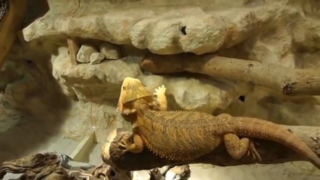 Pogona Vitticeps im neuen Terrarium erste Eindruecke