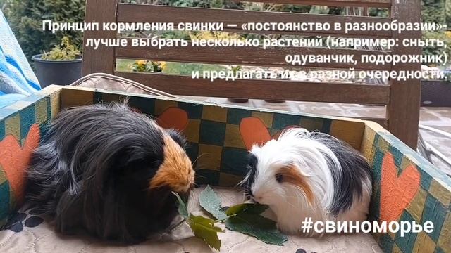 #свиноморье