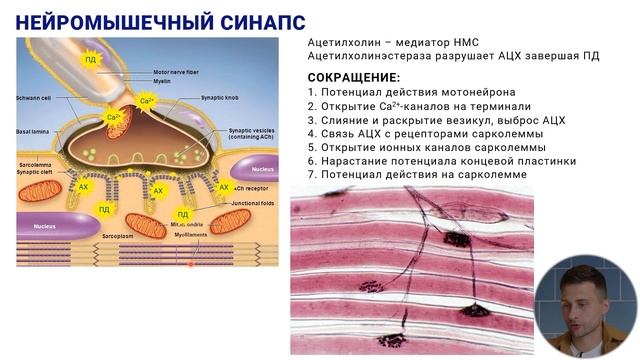 15. Нейромышечный синапс, физиология химического синапса