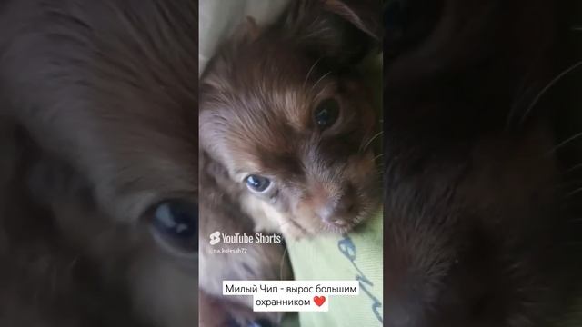 Милый Чип