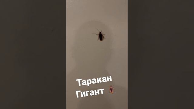 Таракан гигант 🪳