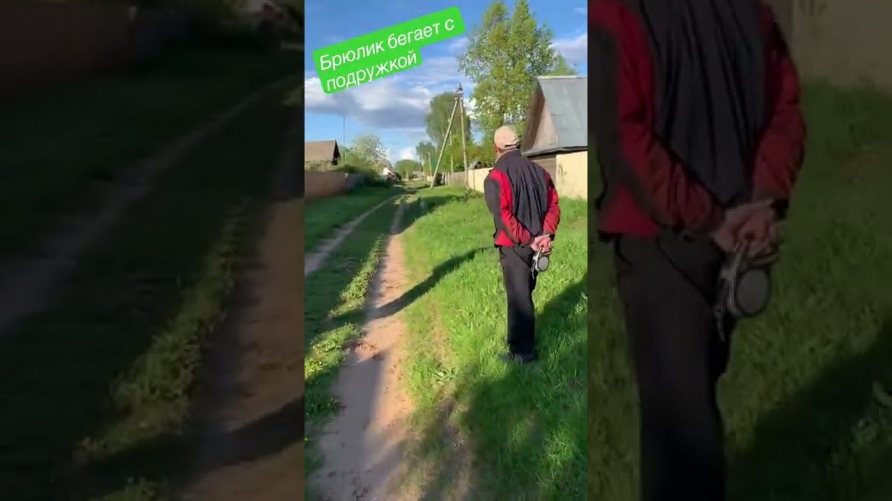 Хаски Брюлик и подружка, лайка Челси