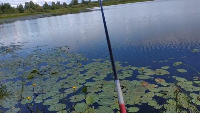 Клюëт плотва, а хотелось подлещика--🐟🐟🐟ко мне плывëт змея 🐍