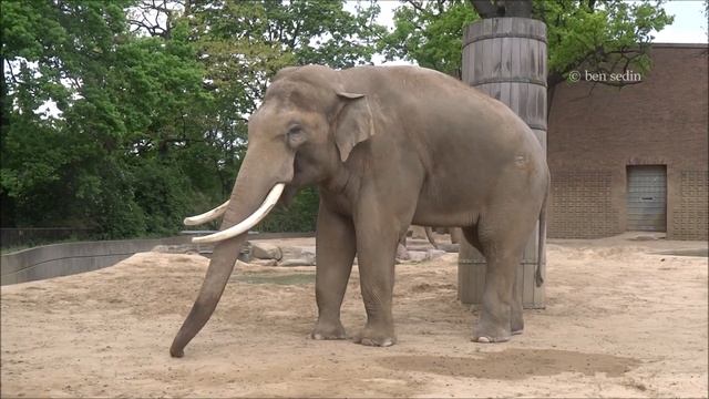 Elephants - Zoo Berlin