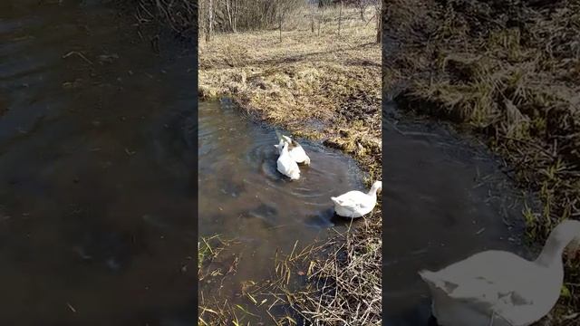 Гусыня обучает молодого гусака...