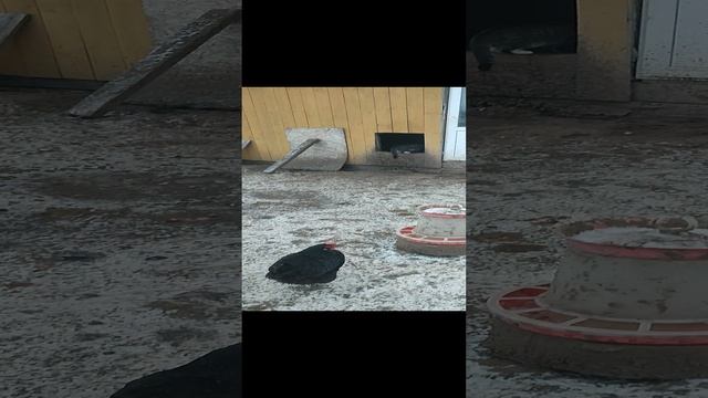С добрым утром из деревни 🏠 ❄ кошечка Лапа, гуси🪿 куры 🐔 петрушки 🐓
