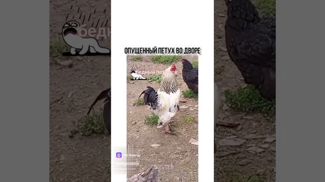 Унизили петуха
