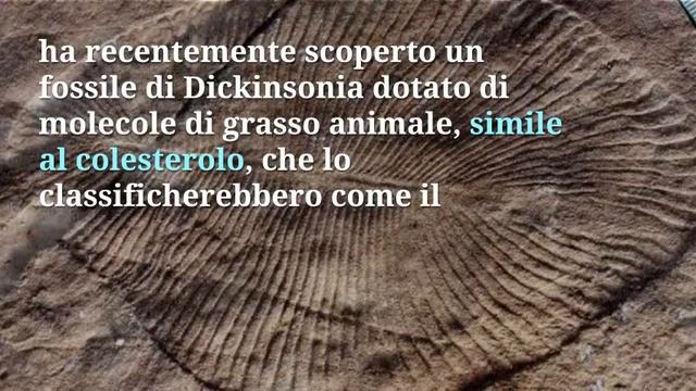 Dickinsonia: risolto il mistero del “Sacro Graal” della Paleontologia