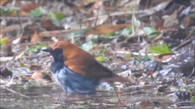 アカヒゲの水浴び