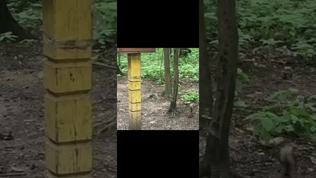 Белки в Иимирязевском парке