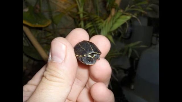 ##what is the Smallest animal in the world ? [The 5 Smallest Animals in the World]