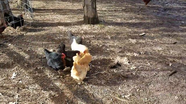 Chicken "crack"!    Chickens hustle to get a flat headed wood borer!