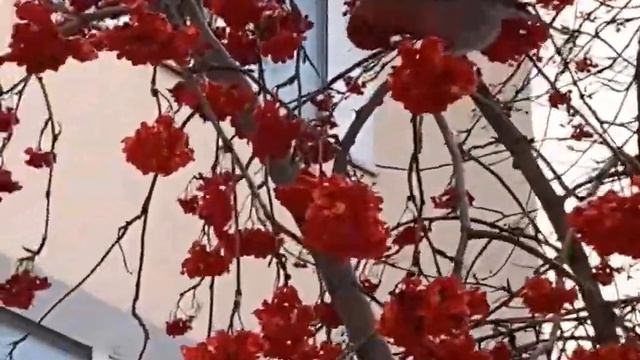 Потапова Анна. Зимние красоты + стихотворение о птицах