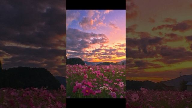 познавательное видео о лугах❤️