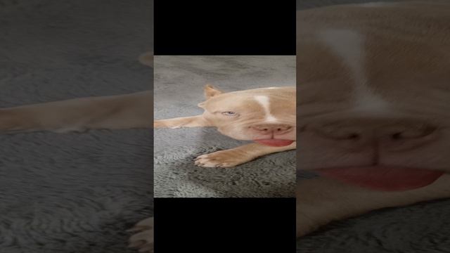 Наша Пеппи (Бублик) 3 месяца