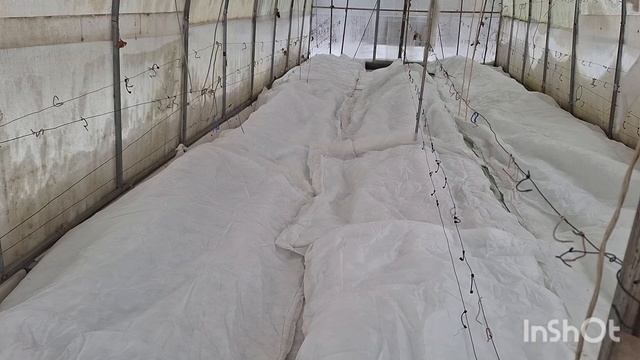 Виноград в Нижегородской области. Декабрь 2024г.
